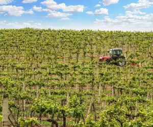 Vineyards in motion