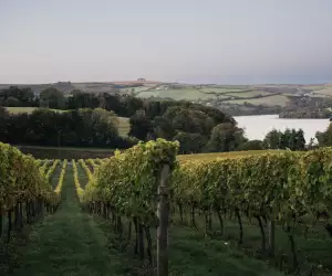 Sandridge Barton vineyard