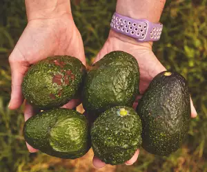 Avocados