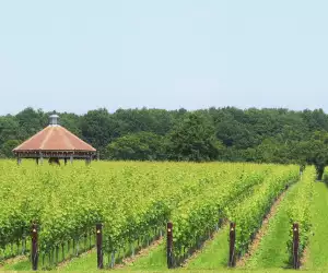 Octagon vineyard at Danbury Ridge (credit Sophie Bunker)